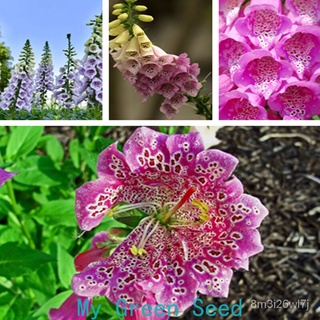 （เมล็ดพันธุ์ ถูก คละ）เมล็ด Foxglove（Digitalis purpurea seeds）เมล็ดพันธุ์คุณภาพสูง 200 เมล็ดดอกไม้สวยดอกไม้จริงราค SVIU