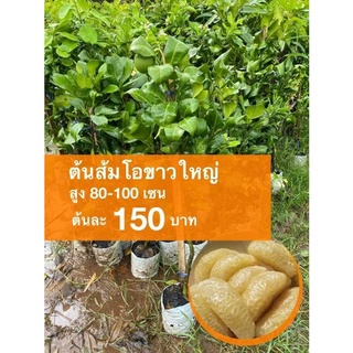 ต้นส้มโอขาวใหญ่ ต้นละ 150 บาท