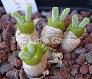 เมล็ดพันธ์ุ🌱”หูกระต่าย🐰” (Monilaria Obconica)พร้อมปลูก 30เมล็ด🌸