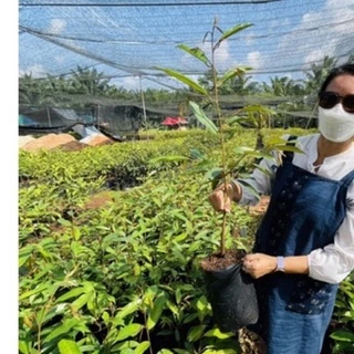 ต้นทุเรียนหมอนทอง 80-90cm ++❗️ ทรงกระโดงถุงใหญ่ ทรงกิ่งข้าง 1 ออเดอร์มากสุดได้แค่ 5 ต้นนะคะ