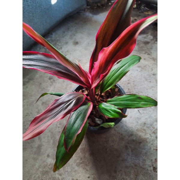 *(พร้อมส่ง1-2วัน) ต้นหมากผู้หมากเมีย พันธุ์เพชรน้ำหนึ่ง กระถาง 5.5 นิ้ว (จัดส่ง1-2วัน)