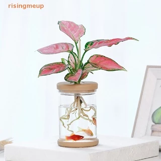 [risingmeup] กระถางดอกไม้พลาสติกใส ดูดซับน้ําอัตโนมัติ