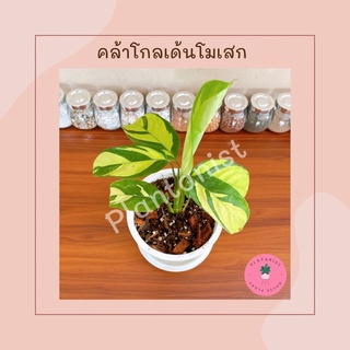 คล้าโกลด์เด้นโมเสคด่าง - Ctenanthe Golden mosaic ไม้นำเข้า หายาก ไม้สะสม ด่างชัด