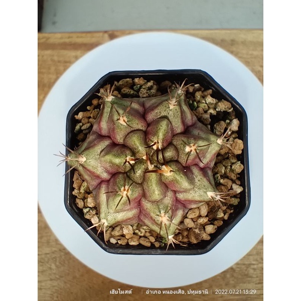 แคคตัส ไม้ชำหน่อ ต้นพ่อมีนามว่า Purple Nebula  สวยงามตามดั่งภาพที่เห็น (ต่อรองราคาได้ เสนอมาเลยในแชท