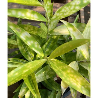 ไผ่ญี่ปุ่น Dracaena surculosa Lindl. ไม้ประดับ (กระถาง 4 นิ้ว)(1ต้น/แพค)