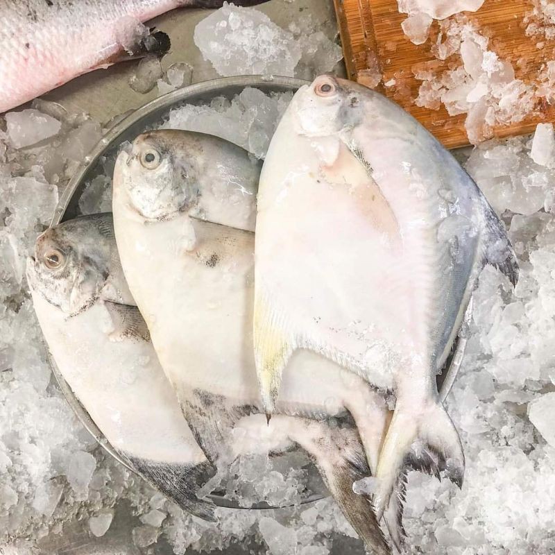 ปลาจาระเม็ดขาว(กก) ขนาด2-3ตัว(กก) อาหารทะเลสด