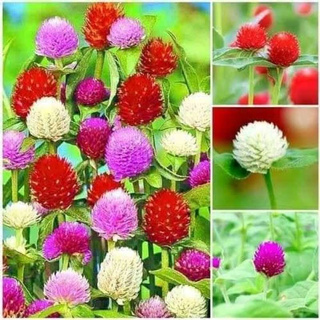 เมล็ดพันธุ์ บานไม่รู้โรย คละสี Gomphrena Mix Seeds ดอกไม้ พรรณไม้ คุณภาพ 100 เมล็ด ปลูกง่าย ออกดอกบ่อย ทนฝน ทนแดด