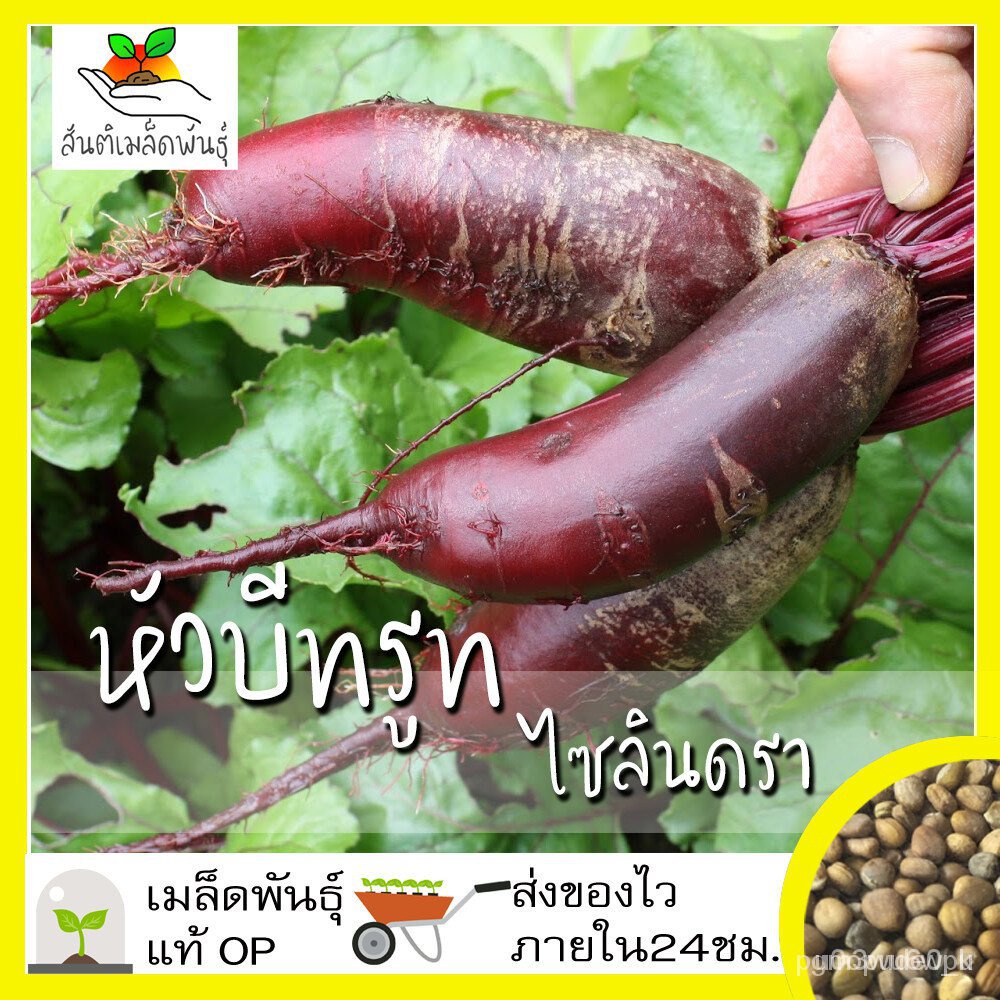 ขายดี เมล็ด จุดประเทศไทย ❤เมล็ดอวบอ้วน หัวบีทรูท ไซลินดรา 100 เมล็ด Cylindra Beet Seed เมล็ดอวบอ้วนแท้100% นำเข้าจากต่าง