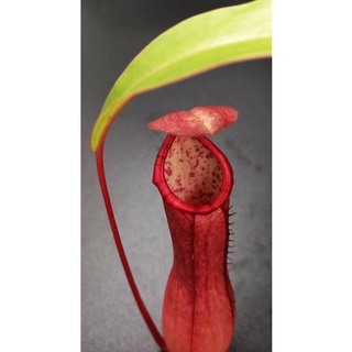 Nepenthes ventrata ปากลาย (Strip peristome) #rare item