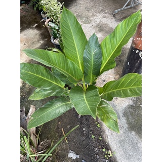 ต้นเศรษฐีรวยทรัพย์หรือต้นเศรษฐีมีทรัพย์  #ต้นไม้ของฉัน 🌳🪴🌱🎋