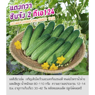 เมล็ดพันธุ์ แตงกวา แตงกวาไทย ขนาดลูกไซด์กลาง สายพันธุ์ ชินจัง 2- Cucumber (Hybrid) ตราดอกแตง เมล็ดพันธุ์ เมล็ดผัก คุณภาพ