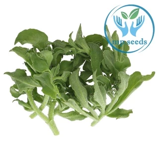 เมล็ดไอซ์แพลนท์ 1,000 / 2,000 เมล็ด Ice plant / Crystalline Iceplant
