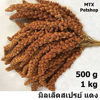 ช่อมิลเล็ตสเปรย์ สีแดง 500g / 1kg