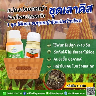 กำจัดวัชพืช ชุดเลาดิส หลังปลูก 7-10 วัน ใบแคบใบกว้าง ไม่เกิน 4 ใบ ในไร่ข้าวโพด คูลเกษตร KP59