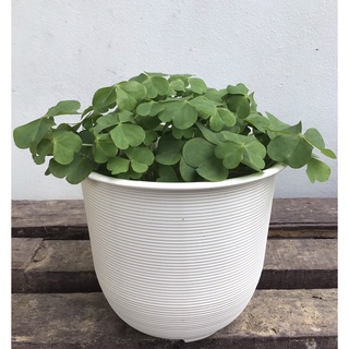 ผีเสื้อOxalis *มีแบบติดดอก  ส่งพร้อมกระถาง6นิ้ว ส่งพร้อมกระถาง+จานรอง