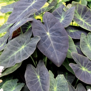 Colocasia coal miner🌱