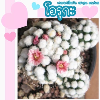 ❄️🌸โอรุกะ แคคตัส Mammillaria Gracilis Cv. Oruga ❄️🌸แมมปุยขนสีขาว แตกหน่อเอง ดอกชมพู