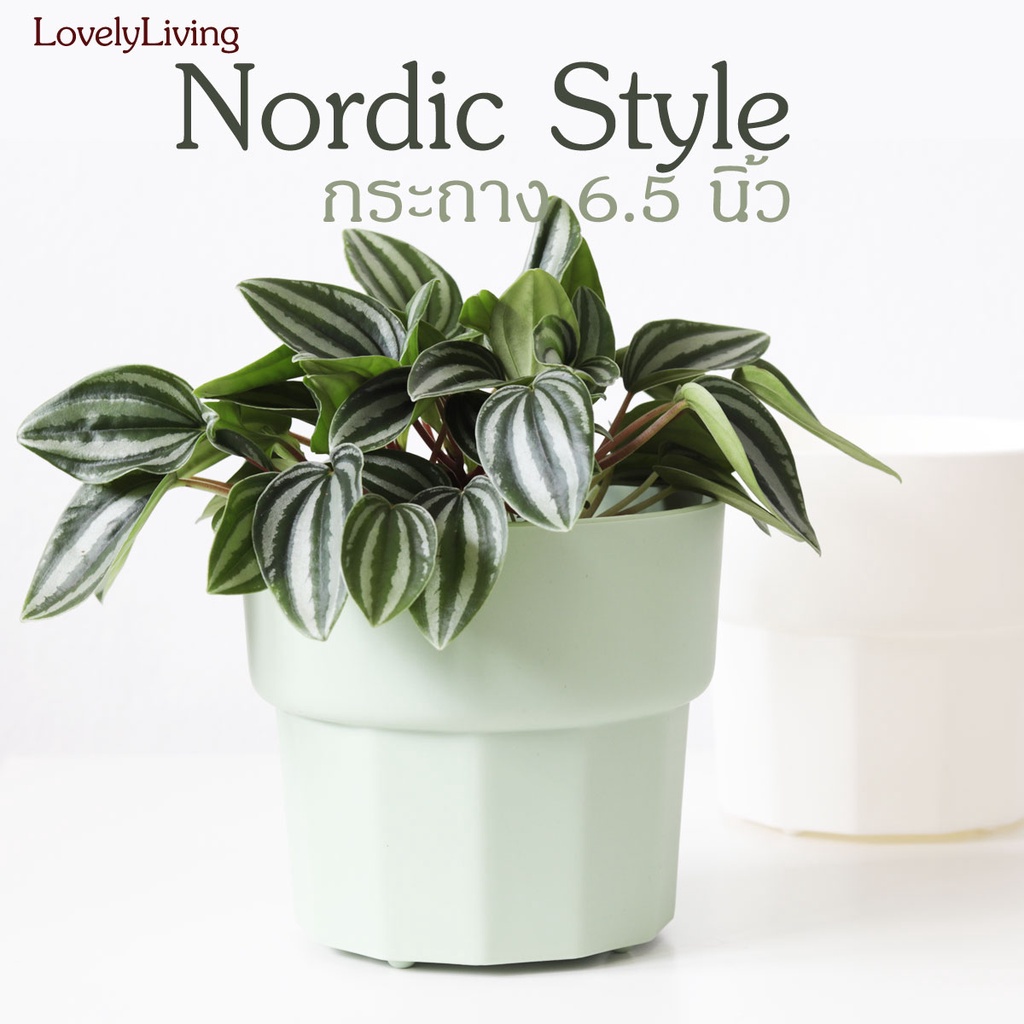 กระถางมินิมอล Nordic Style ขนาด 6 นิ้ว ทำจากพลาสติกคุณภาพสูง น้ำหนักเบาและแข็งแรง