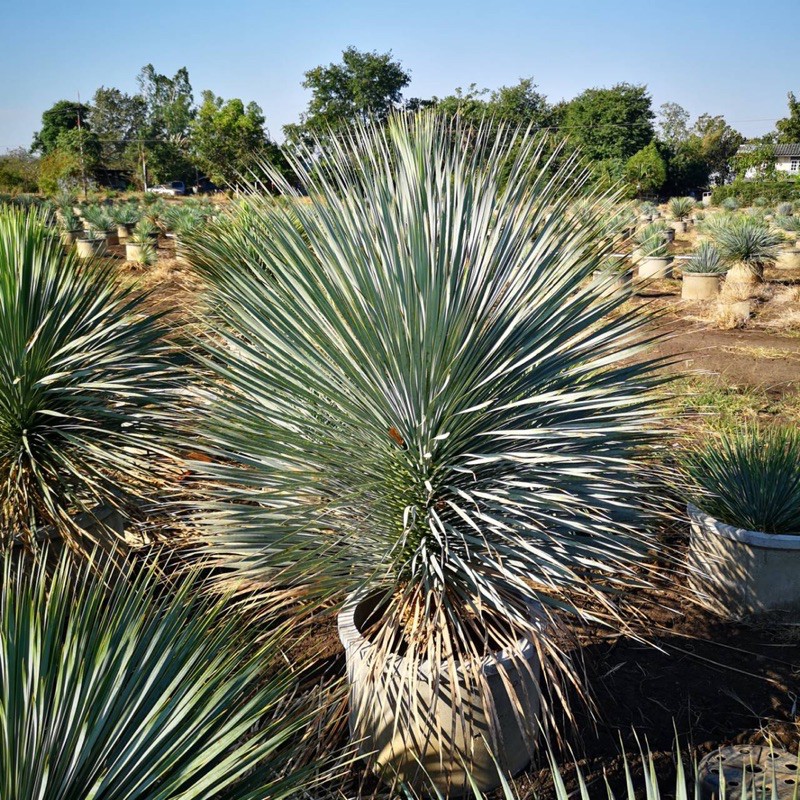 จันผาใบฟ้า (Yucca rostrata) สูง 5 นิ้ว ไม้ทะเลทราย