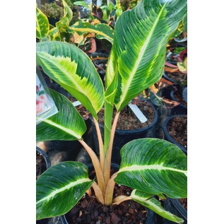 กล้วยพัดด่างแคระ  ไม้ประดับ ให้หน่อไว คุ้มสุดๆ heliconia indica striata กล้วยประดับ **ส่งทั้งกระถาง