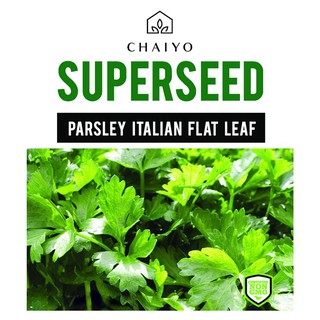 เมล็ดพันธุ์อิตาเลียนพาร์สลีย์ (ใบเรียบ) ชัยโย 140 เมล็ด PARSLEY (ITALIAN FLAT LEAF)