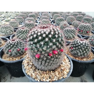 🌵💥เมล็ดแมมมิราริสหนามแดง💥🌵 (หนามพิกุล) Mammillaria mammillaris  500เมล็ด ต้นกระบองเพชร ต้นแคคตัส (แคคตัส กระบองเพชร)