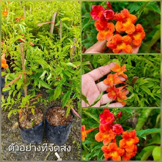 ขายต้น ทองอุไร ดอกสีส้ม ไม้ดอกไม้ประดับสีสวย จำหน่ายเป็นชุดละ 2 ต้น 🏡แฮปปี้