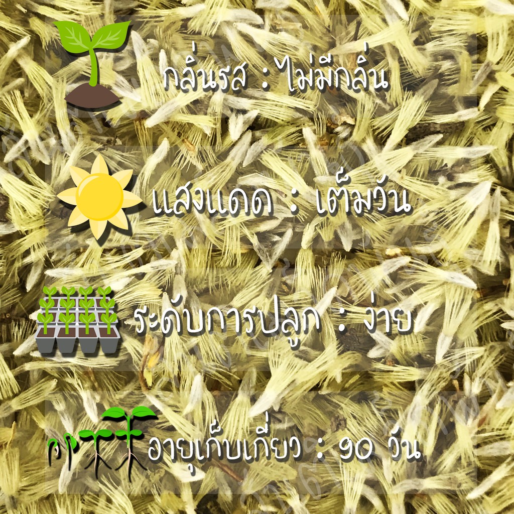 เมล็ดพันธุ์ เดซี่ช่อ สีเหลือง (ทำดอกไม้แห้ง) 100 เมล็ด Clustered Everlasting Daisy seed เมล็ดพันธุ์แท้ นำเข้า ปลูกง่าย ราคา ถูกที่สุด ดีลบีเคเค แกลเลอรีภาพที่ 2