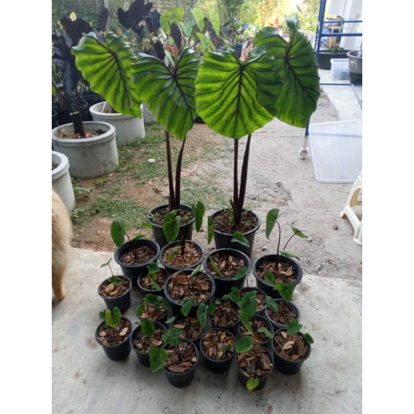 Colocasia Pharaohmask บอนหน้ากากฟาโรห์