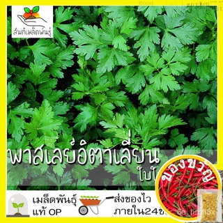 เมล็ดอวบอ้วน100%เมล็ดพันธุ์ พาสเลย์อิตาเลี่ยนใบใหญ่ 500เมล็ด Flat Leaf Italian Parsley Seed เมล็ดพันธุ์แท้100% นำเข้าจาก