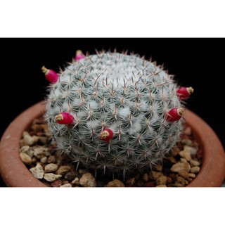 Mammillaria albata v. sanciro Rog 112 (5 เมล็ด)