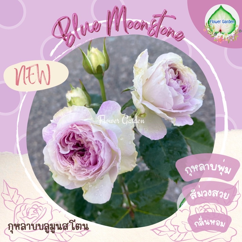 F437 กุหลาบ บลูมูนสโตน Blue moon stone (ติดดอก) กุหลาบญี่ปุ่น กลิ่นหอม