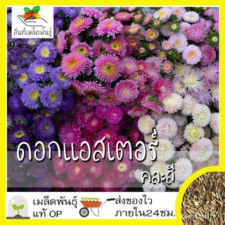 เมล็ดพันธุ์ ดอกแอสเตอร์ คละสี 200 เมล็ด Powder Puff Aster Flower Seed เมล็ดพันธุ์แท้100%นำเข้าจากต่างประเทศ ปลูก ดอกไม้木