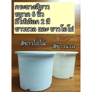 W06💯กระถางพลาสติกสีขาว 6นิ้ว ❌ขนาดตามจริง 6นิ้ว❌ 👉มีให้เลือก 2สี สีขาวโอโม่/สีขาวนวล  📍ถูกมาก‼️