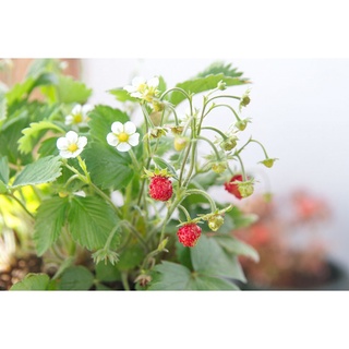 เมล็ดพันธุ์ Strawberry สายพันธุ์ Alpine (Fragaria vesca) 50 เมล็ด เมล็ดพันธุ์นำเข้าจาก ยุโรป อัตราการงอก 90 %