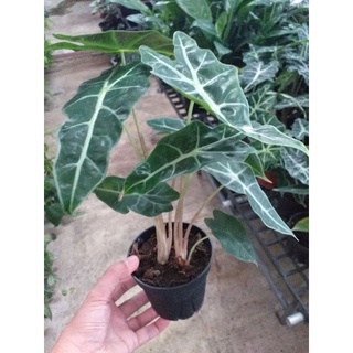 Alocasia Sanderiana แก้วสารพัดนึก กถ.ละ 3-4 ต้น ไม้นำเข้า ราคาเบาๆ เหมาะสำหรับเอาไปแยกกระถางครับ