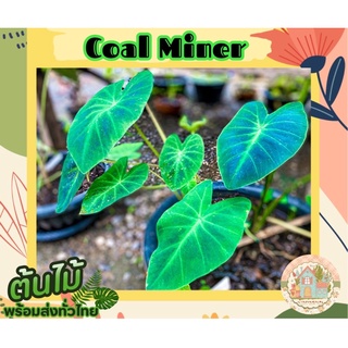 โคโลคาเซีย โคไมเนอร์🪴 (Colocasia Coal Miner) สั่งขั้นต่ำ 3 ต้นขึ้นไป คละชนิดได้จ้า