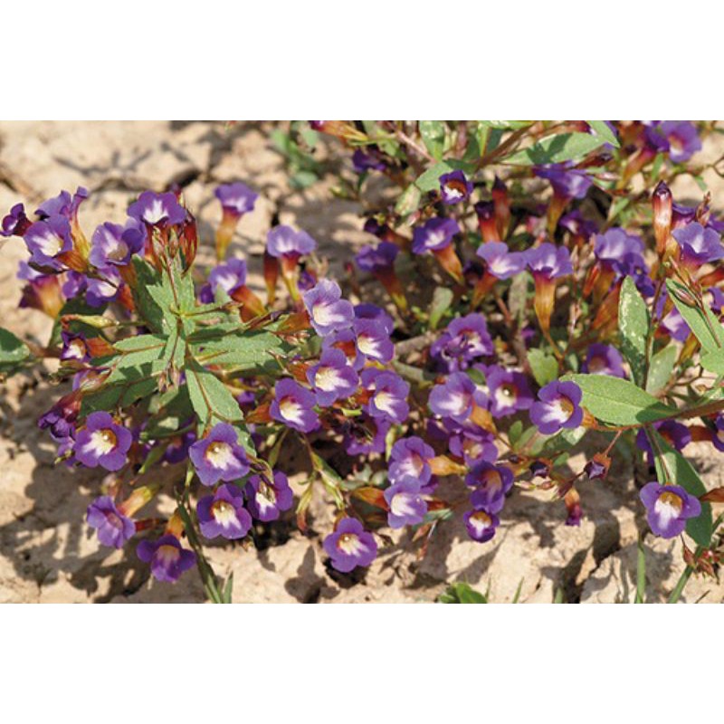 ต้นผักกะแยงหรือผักแขยงกลิ่นหอมกินสดหรือประกอบอาหาร