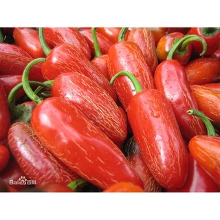 เมล็ดพริกจาราปิโน่ (Jalapeno Pepper) 100 มล็ด พริกแม็กซิกัน สายพันธุ์ OP