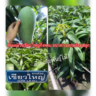 ต้นมะม่วงเขียวใหญ่กิ่งทาบ ขนาด1เมตรพร้อมปลูก