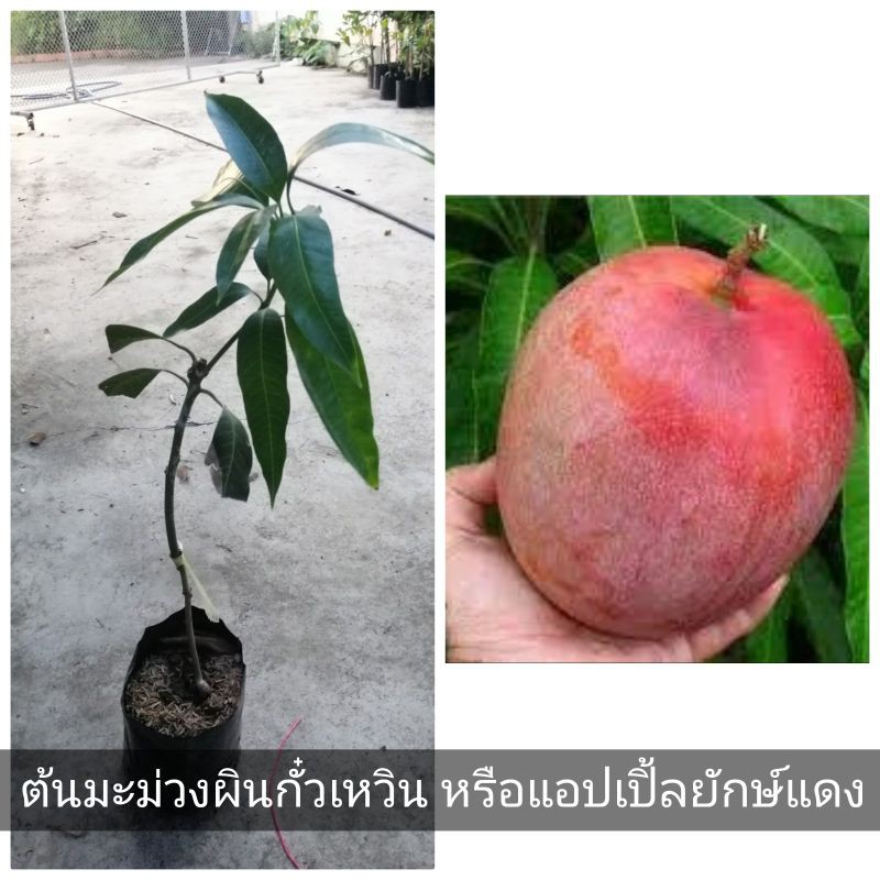 My Image 8