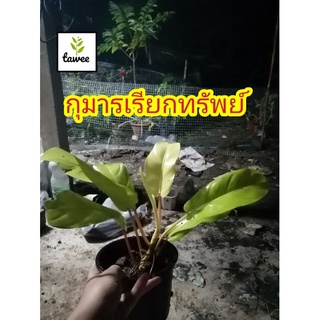 ฟิโลเดนดอนสีทอง​ ฟิโลทอง​ ต้นกุมารเรียกทรัพย์​ ข้อยาว ไม้​มงคล​ไม้​ประดับ​ กุมาร​เรียก​ทรัพย์​ พร้อมกระถางดำ 4 นิ้ว