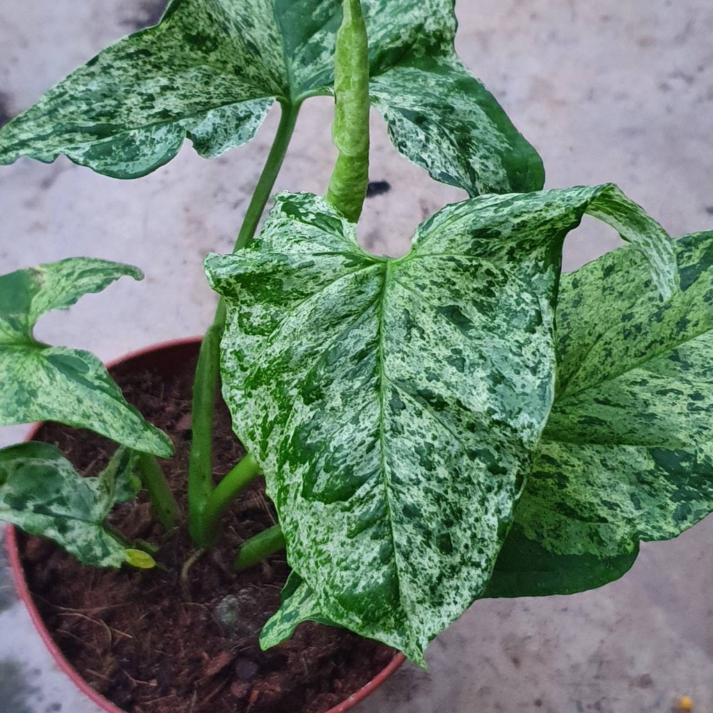 มุมมอง 2