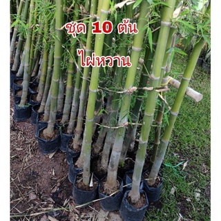 🎋ไผ่หวานสามฤดู ชุด 10 ต้น ขุดเหง้า 70cm🎋