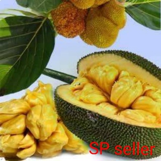 ต้นขนุนอินโดไร้เมล็ด​ (กิ่งทาบ)​