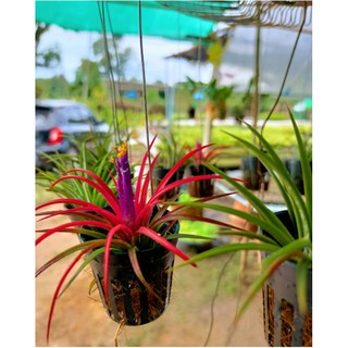 ทิลแลนเซีย​  Tillandsia ฟูโก้ ทิลแลนเซีย ไม้รากอากาศ สับปะรดอากาศ