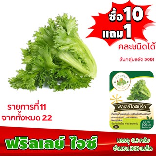 (ซื้อ10แถม1 ฟรีคู่มือ) เมล็ดพันธุ์ ฟิลเลย์ ไอซ์เบิร์ก FRILLICE ICEBERG 0.5กรัม (ประมาณ 500เมล็ด) ฟิลเล่ ฟินเล่