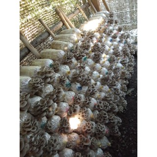 ก้อนเชื้อเห็ดนางรมดำ10ก้อน