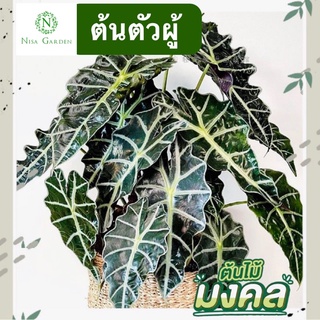 แก้วสารพัดนึกตัวผู้ กระถาง 3 นิ้ว ต้นไม้มงคล ต้นแก้วสารพัดนึก
