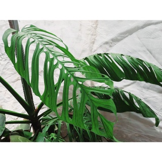 พลูฉลุยักษ์ monstera esqueleto